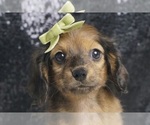 Small #2 Dachshund