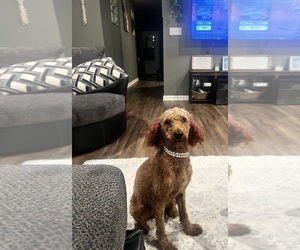 Poodle (Miniature) Puppy for sale in ALBANY, LA, USA