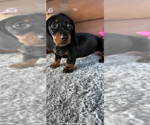 Dachshund Puppy for sale in LIVE OAK, FL, USA