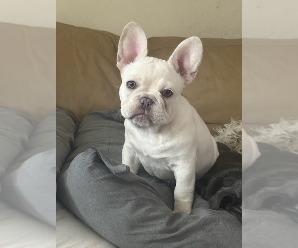 Medium Photo #6 French Bulldog Puppy For Sale in SUSSEX, WI, USA