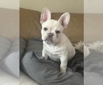 Small #5 French Bulldog