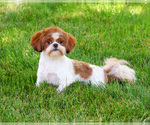Small Photo #1 Shih Tzu Puppy For Sale in SYRACUSE, IN, USA