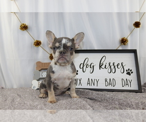 French Bulldog Puppy for sale in WOOSTER, OH, USA