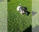 Small Photo #3 Australian Cattle Dog Puppy For Sale in QUINCY, MI, USA