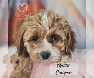 Cavapoo Puppy for sale in ELMHURST, IL, USA