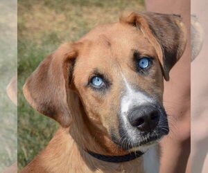 Great Dane-Unknown Mix Dogs for adoption in Huntley, IL, USA