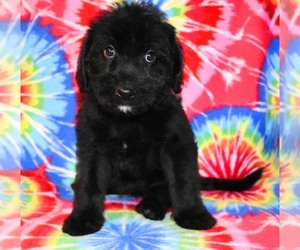 Australian Labradoodle Puppy for sale in ASPERMONT, TX, USA
