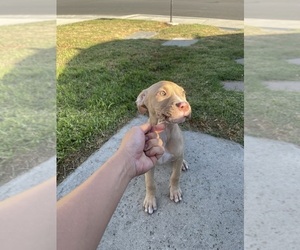 American Pit Bull Terrier Puppy for sale in LOS ANGELES, CA, USA