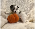 Sky - Female Chihuahua Puppy for Sale - Photo #5