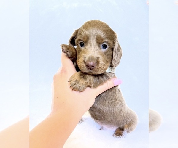 Medium Photo #2 Dachshund Puppy For Sale in DAVIS, CA, USA