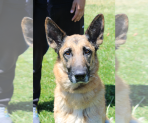 German Shepherd Dog Dogs for adoption in Petaluma, CA, USA