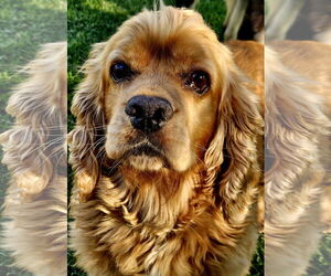 Cocker Spaniel-Unknown Mix Dogs for adoption in Farmington, MN, USA