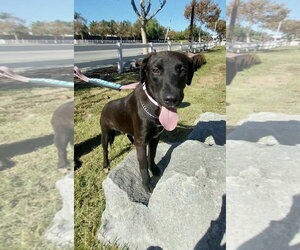 Labrador Retriever-Unknown Mix Dogs for adoption in San Diego, CA, USA