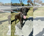 Boomer - Male Labrador Retriever-Unknown Mix Dog for Adoption - Small photo