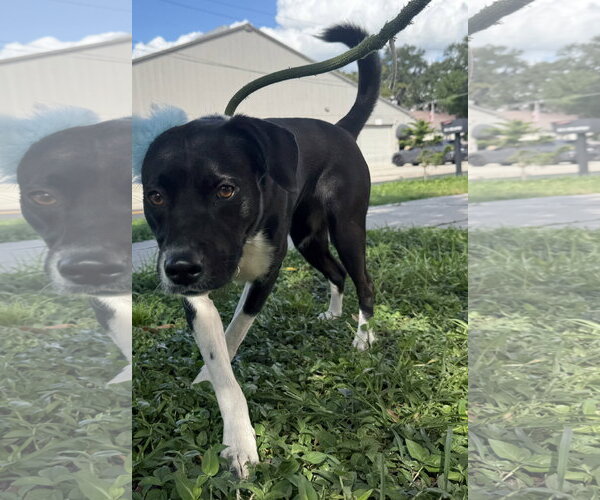 Medium Photo #1 Border-Aussie Puppy For Sale in Sanford, FL, USA