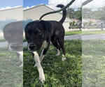 Millie -TRAINING CAMP GRADUATE - Female Border-Aussie Dog for Adoption - Small photo