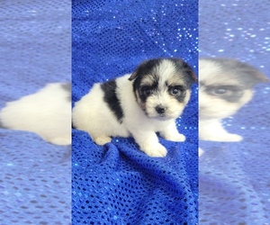 Morkie Puppy for sale in WINSLOW, AR, USA