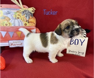 Jack Russell Terrier Puppy for sale in WESTVILLE, OK, USA