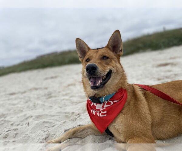 Medium Photo #7 Mutt Puppy For Sale in Salinas, CA, USA