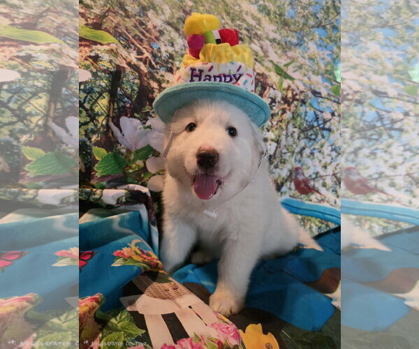 Medium Photo #9 Great Pyrenees Puppy For Sale in Spring, TX, USA