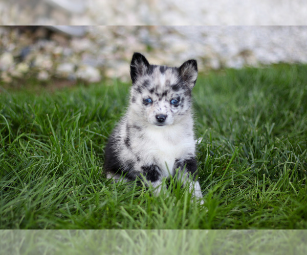 Medium Photo #3 Pomsky Puppy For Sale in GOSHEN, IN, USA