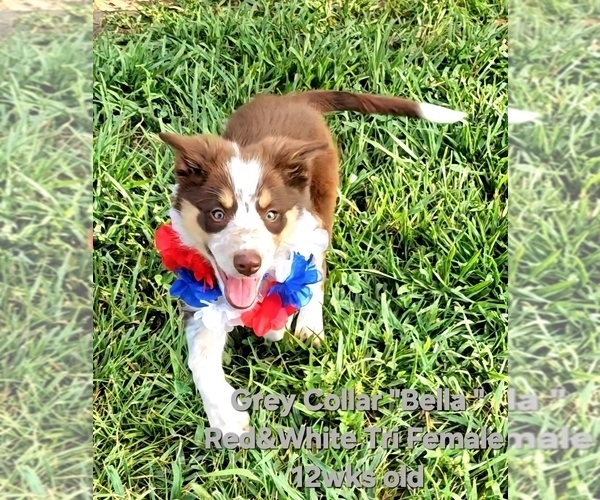 Medium Photo #9 Border Collie Puppy For Sale in BYBEE, TN, USA