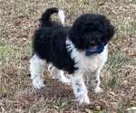Small #1 Goldendoodle