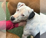 Small American Pit Bull Terrier Mix