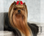 Small Yorkshire Terrier