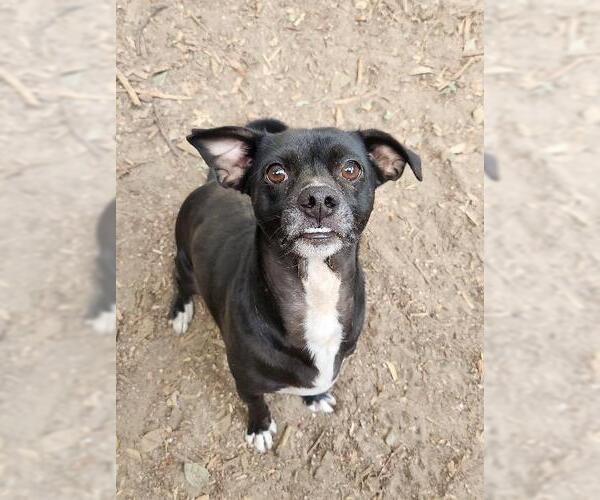 Medium Photo #5 Mutt Puppy For Sale in Parlier, CA, USA