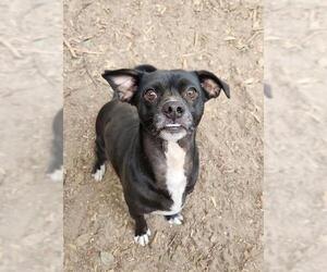 Little Black Dog - Male Mutt Dog for Adoption - Photo #5