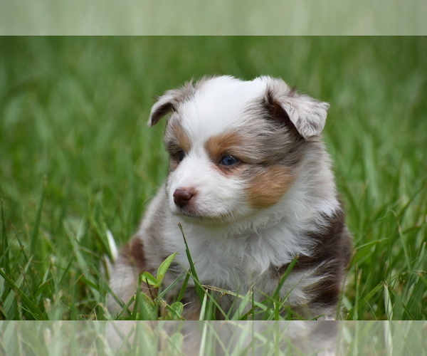 Medium Photo #5 Miniature Australian Shepherd Puppy For Sale in PALM COAST, FL, USA