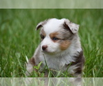 Small #4 Miniature Australian Shepherd