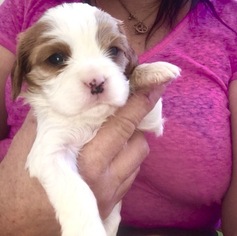 Cavalier King Charles Spaniel Puppy for sale in LAS CRUCES, NM, USA