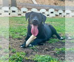 Small #5 Labrador Retriever Mix