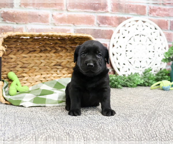 Medium Photo #2 Labrador Retriever Puppy For Sale in SYRACUSE, IN, USA