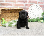 Small #1 Labrador Retriever