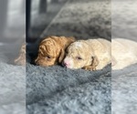 Puppy Zeus Poodle (Toy)
