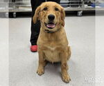 Small #1 Golden Retriever Mix