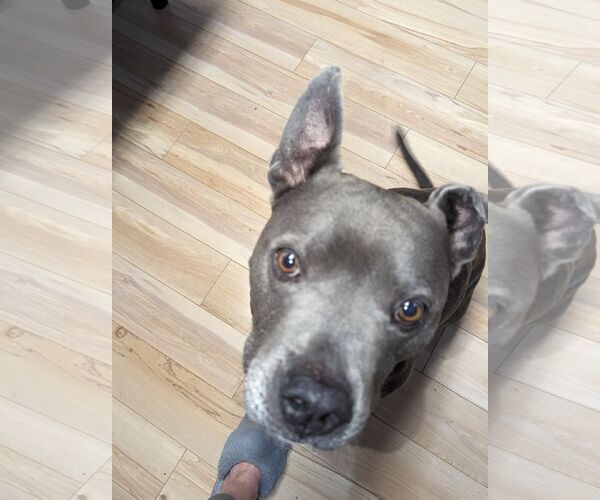 Medium Photo #4 Mutt Puppy For Sale in Ball Ground, GA, USA