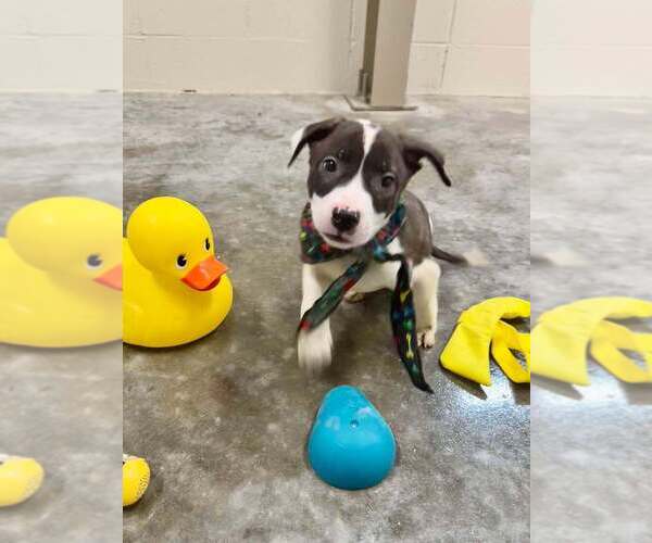 Medium Photo #3 Mutt Puppy For Sale in Abbeville, LA, USA