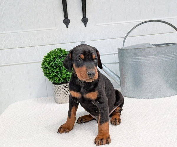 Medium Photo #33 Doberman Pinscher Puppy For Sale in GOSHEN, IN, USA