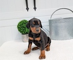Small Photo #33 Doberman Pinscher Puppy For Sale in GOSHEN, IN, USA