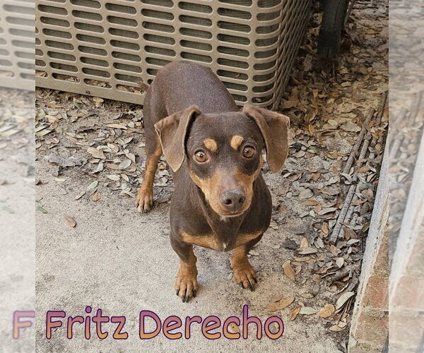 Medium Photo #10 Dachshund Puppy For Sale in San Antonio, TX, USA