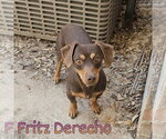 Small #9 Dachshund