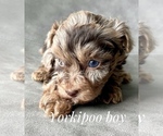 Small Photo #1 YorkiePoo Puppy For Sale in AQUILLA, TX, USA