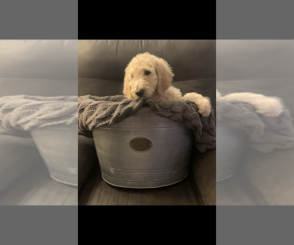 Medium Photo #1 Poodle (Standard) Puppy For Sale in BLAND, MO, USA