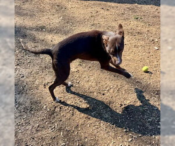 Medium Photo #3 Labrador Retriever-Unknown Mix Puppy For Sale in Sparta, TN, USA