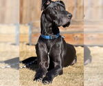 Small #1 Great Dane Mix