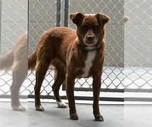 Great Pyrenees-Unknown Mix Dogs for adoption in Baytown, TX, USA